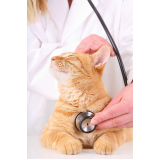 consulta veterinária para gato Rio das Areias