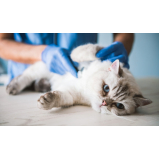 contato de clínica de gato 24 horas Abapã