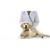 contato de clínica veterinária especializada em cães e gatos Colônia