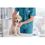 contato de clínica veterinária para cães idosos Contorno