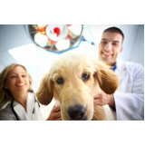 contato de clínica veterinária popular Contorno
