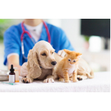 dermatologista de animais contato Oficinas