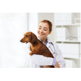 dermatologista para cachorro Cara-cara