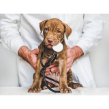 dermatologista para cães e gatos contato Tronco