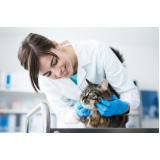 dermatologista para gatas Reserva