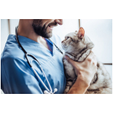 dermatologista para gatos e cachorro contato Passo do Pupo