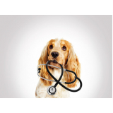 dermatologista para gatos e cachorro Imbituva