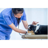 endereço de clínica veterinária emergencial Colônia