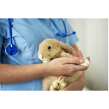 endereço de clínica veterinária especializada em cães e gatos Castro