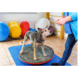 fisioterapeuta para cachorro agendar Centro