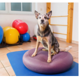 Fisioterapeuta para Cachorro