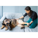 Fisioterapia de Cachorro