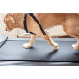 Fisioterapia para Luxação de Patela em Cães