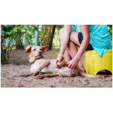fisioterapia de cachorro agendar Rio das Areias