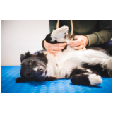 fisioterapia em animais de grande porte marcar Biscaia