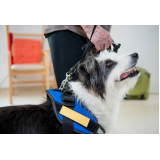 fisioterapia em cachorro agendar Colônia