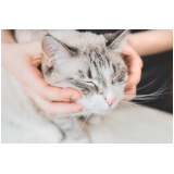 fisioterapia em gato Estrela
