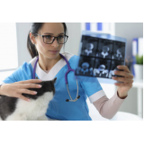 fisioterapia em gatos agendar Oficinas
