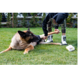 fisioterapia para cachorro com artrose agendar Colonia Dona Luzia