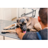 fisioterapia para cachorro com displasia telefone Florestal