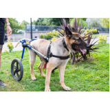 fisioterapia para cachorro com displasia Guaragi
