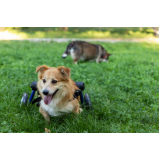 fisioterapia para cachorro Pugas de Cima