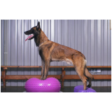 fisioterapia para cães com hérnia de disco Palmeira