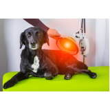 fisioterapia para cães e gatos agendar Uvaia
