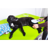 fisioterapia para cães e gatos marcar Olarias