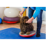 fisioterapia para cão telefone Carambeí