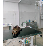 fisioterapia para gato paraplégico agendar Pugas de Cima