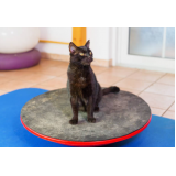 fisioterapia para gato paraplégico marcar Sete Saltos