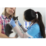fisioterapia para gatos com problema renal agendar Colonia Dona Luzia