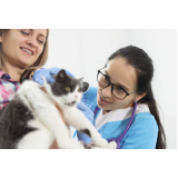 fisioterapia para gatos com problema renal Jaguariaíva
