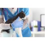 fisioterapia para gatos com problemas renais agendar Taquaruçu
