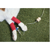 fisioterapia para gatos com problemas renais marcar Reserva
