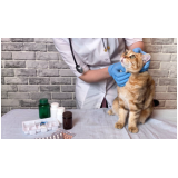 fisioterapia para gatos com problemas renais Itaiacoca
