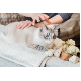 fisioterapia para gatos paraplégicos Santa Cruz