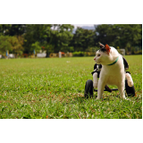 fisioterapia para gatos Rio das Areias
