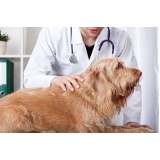 onde agendar consulta veterinária dermatológica para cachorro Biscaia
