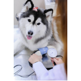 onde agendar consulta veterinária para cachorros Contorno