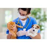onde agendar consulta veterinária para gato Carambeí