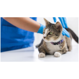 onde aplica vacina fiv felina Sete Saltos