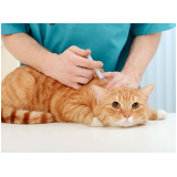 onde aplica vacina fiv felv para gato Taquaia