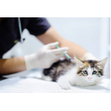 onde aplica vacina gato fiv felv Sete Saltos