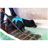 onde encontrar fisioterapia para cachorro com artrose Rio das Areias