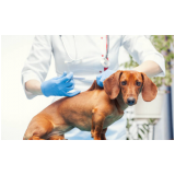 onde faz aplicação de vacina contra leishmaniose canina Irati