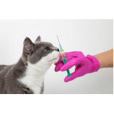 onde faz aplicação de vacina de gato Fernandes Pinheiro