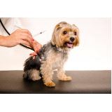 onde faz aplicação de vacina de gripe para cachorro Contorno