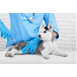 onde faz aplicação de vacina raiva cachorro Boa Vista